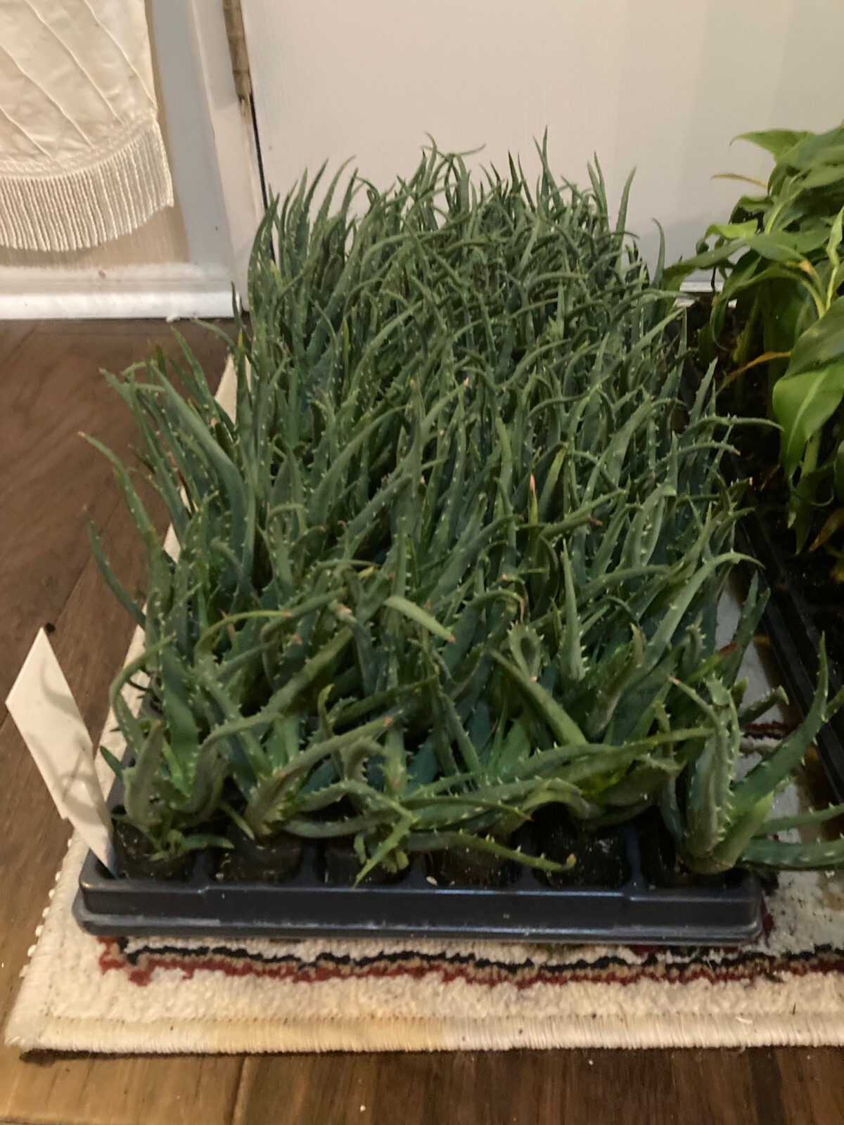 Hedgehog Aloe (Aloe humilis x ‘Hedgehog’) – 1 Plant- 2-4 in – Beautiful Pup/Plug