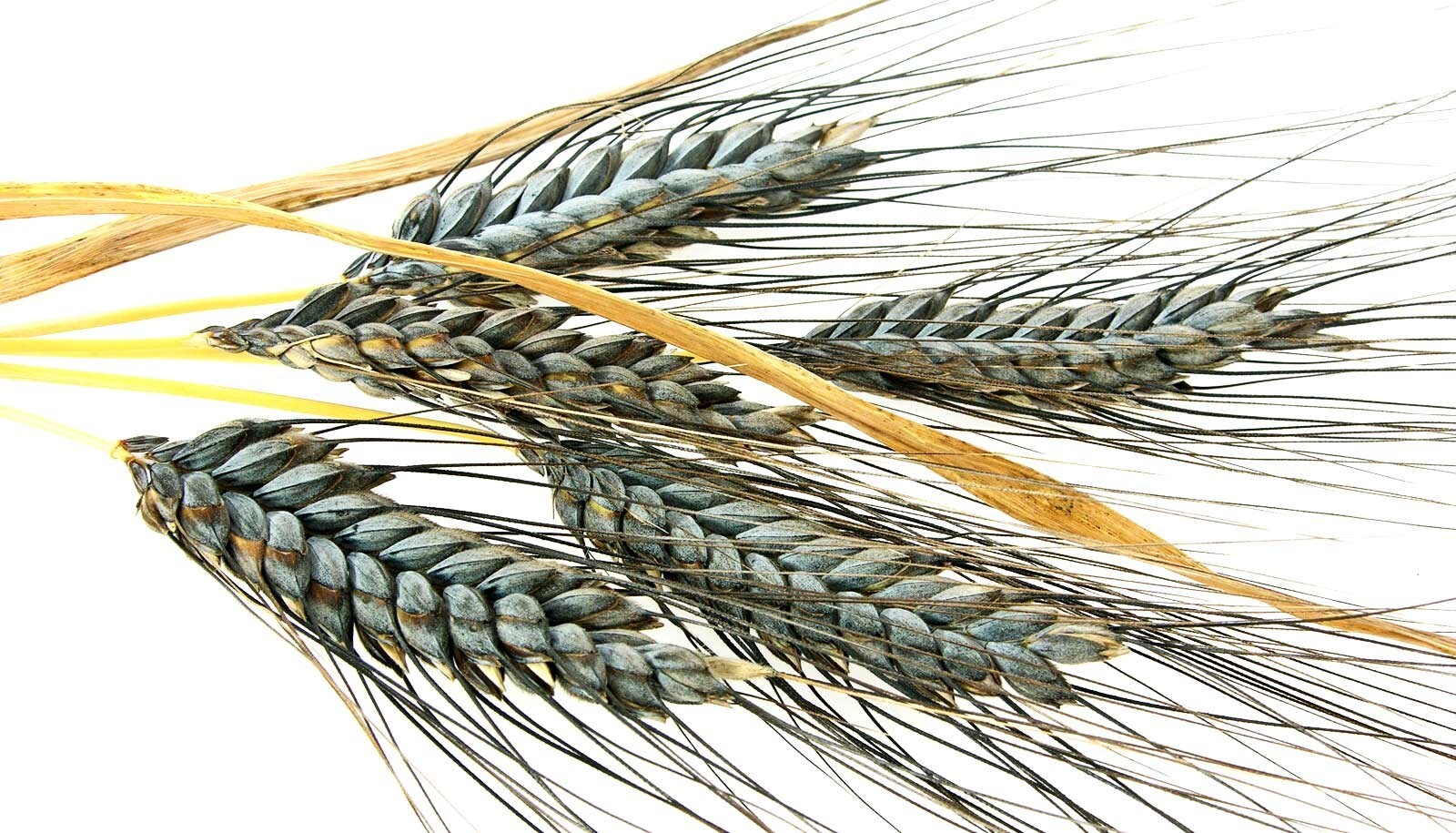 100+ Einkorn Wheat Seeds – Heirloom – Organic – Non Gmo —– THE NEW OLD WHEAT