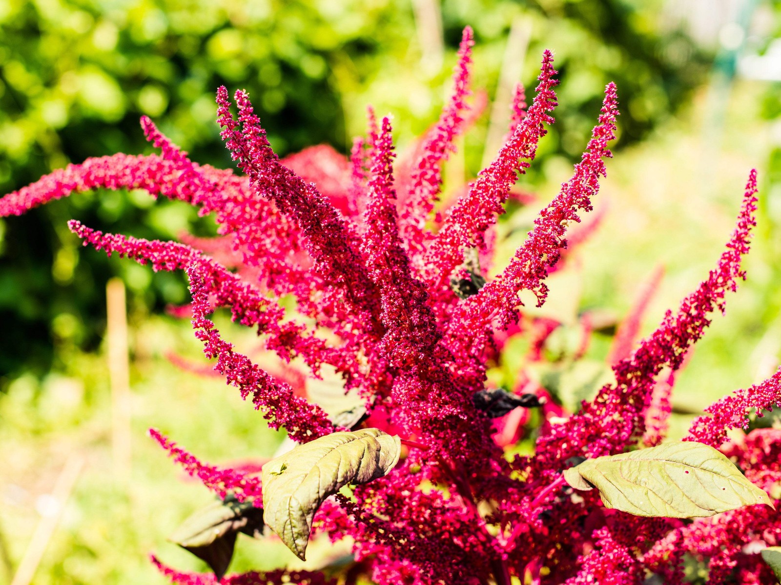 150 PYGMY TORCH AMARANTHUS Hypochondriacus Prince of Wales Feather Flower Seeds