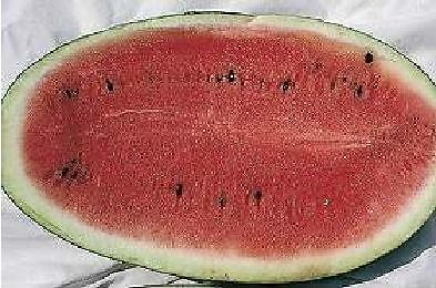 Watermelon Charleston Gray 250 seeds