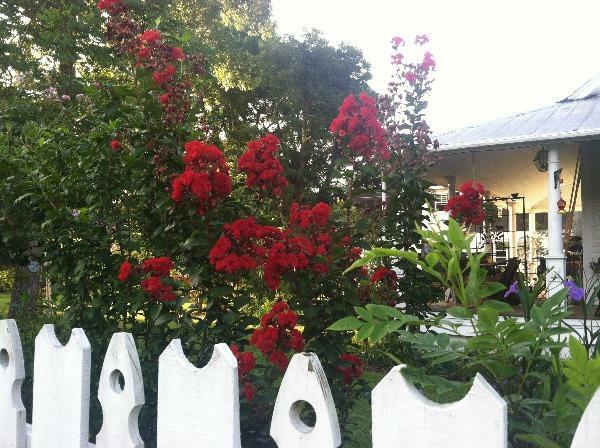 Lagerstroemia indica Red Rooster | Crape Myrtle | 20 Seeds