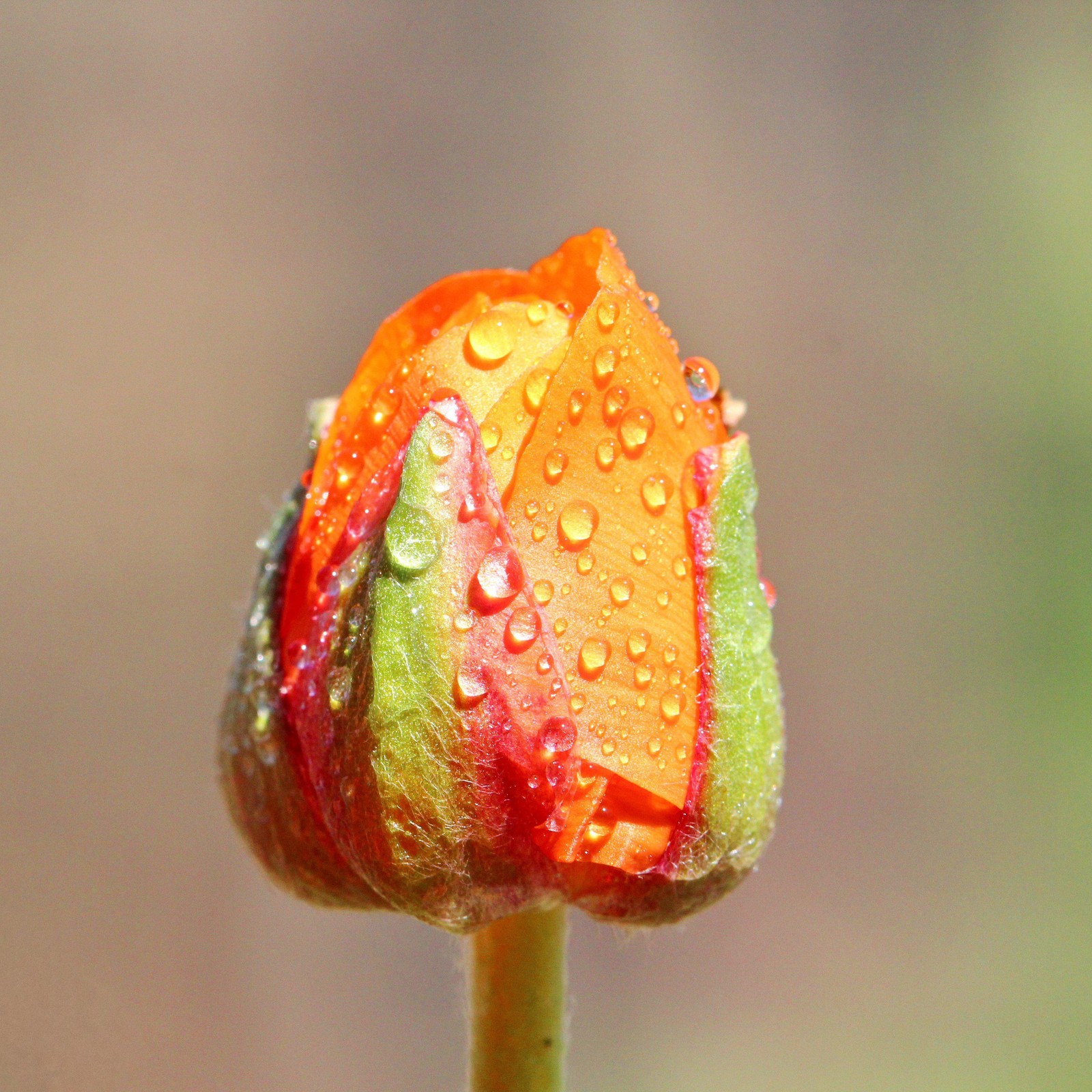 Easy to Grow Ranunculus Buttercup Sunset 10 Plant Bulbs, Spring Flowers