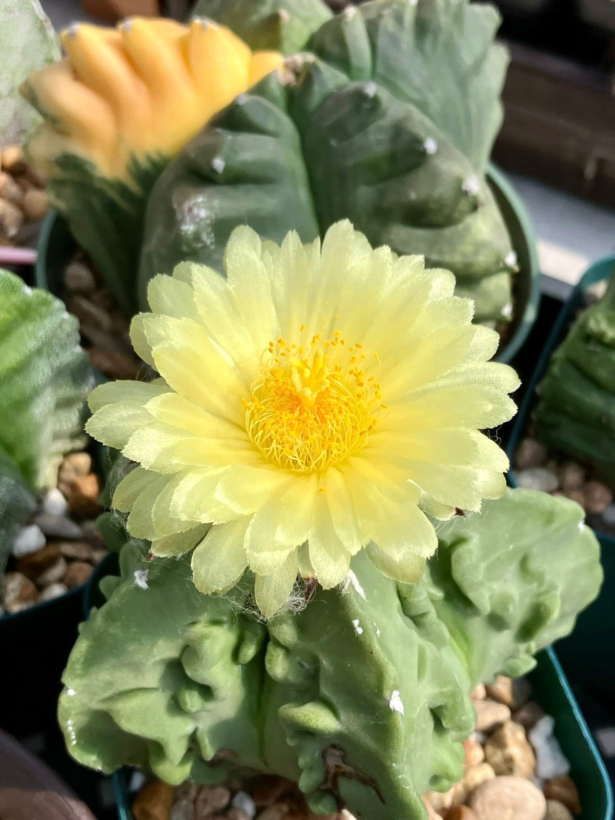 Seed- Astrophytum myriostigma cv. Fukuryu (type B) 25 seeds (2026)
