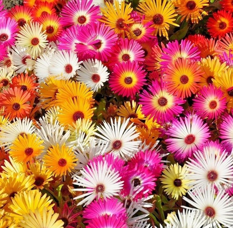 8000+ICE PLANT MIX Flower Seeds Groundcover Drought Heat Poor Soils Fast Easy