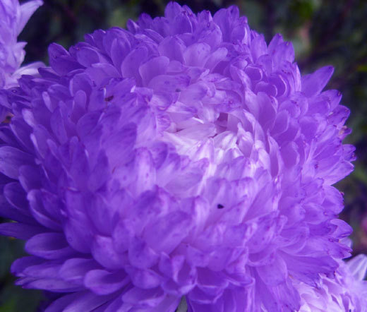ASTER GREMLIN DOUBLE VIOLET Callistephus Chinensis – 100 Bulk Seeds