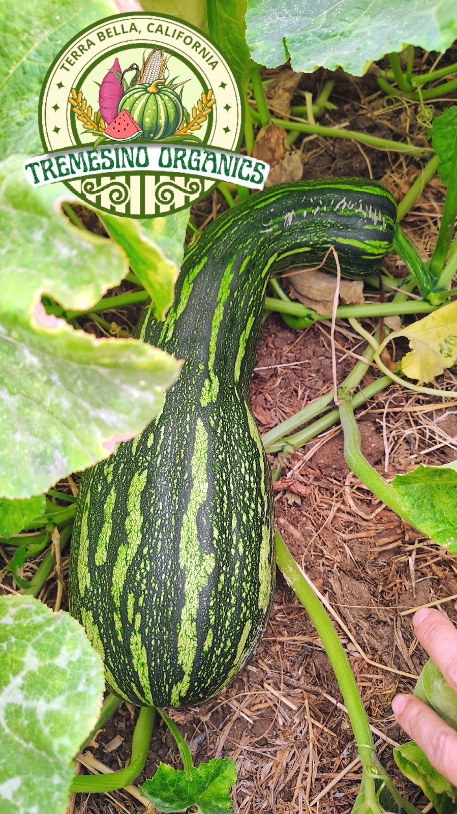 Rare Mexican Black Green Flesh Squash 10 Seeds- Calabaza Mexicana, 10 Semillas