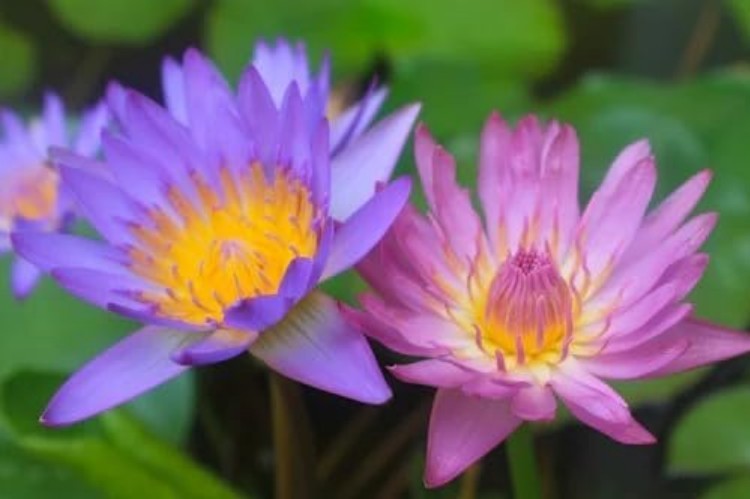 High Germination Mini Lotus Seeds – 160+ Non-GMO Aquatic Plants for All Spaces
