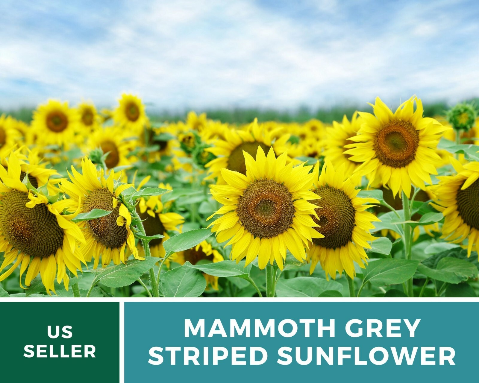 Sunflower, Mammoth Grey Stripe – Heirloom Seeds – Medicinal & Culinary – GMO Fr