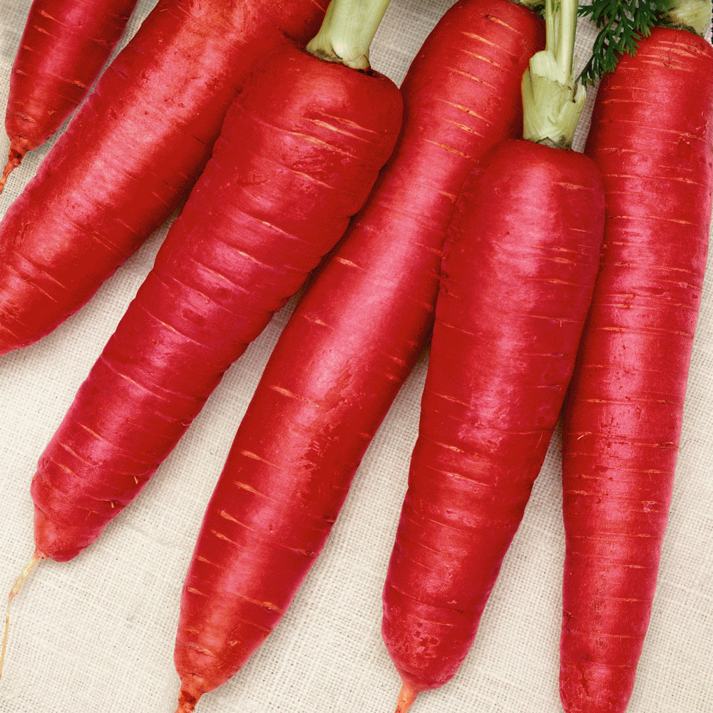 Carrot Seeds: Atomic Red Carrot Seeds Fresh Seeds