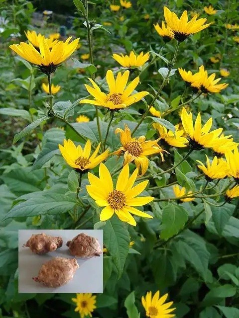1lb Jerusalem Artichoke (Sunchoke) Tubers For Planting. Grown by Garden2table