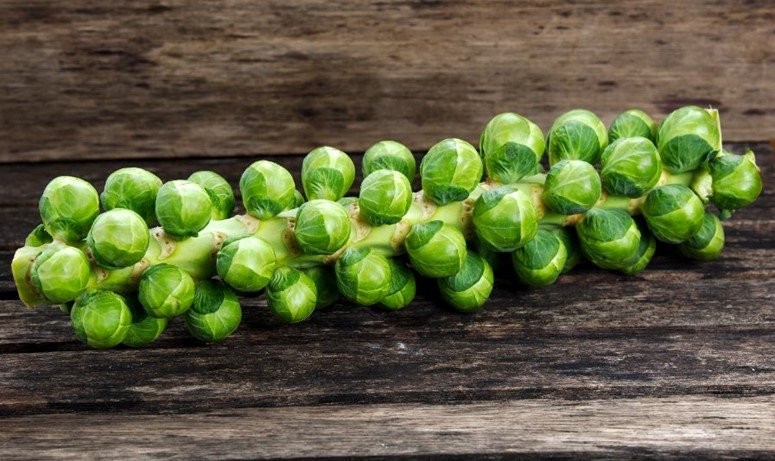 500 LONG ISLAND IMPROVED BRUSSELS SPROUTS SEEDS ~ heirloomseedguy ~2026 ~NON-GMO