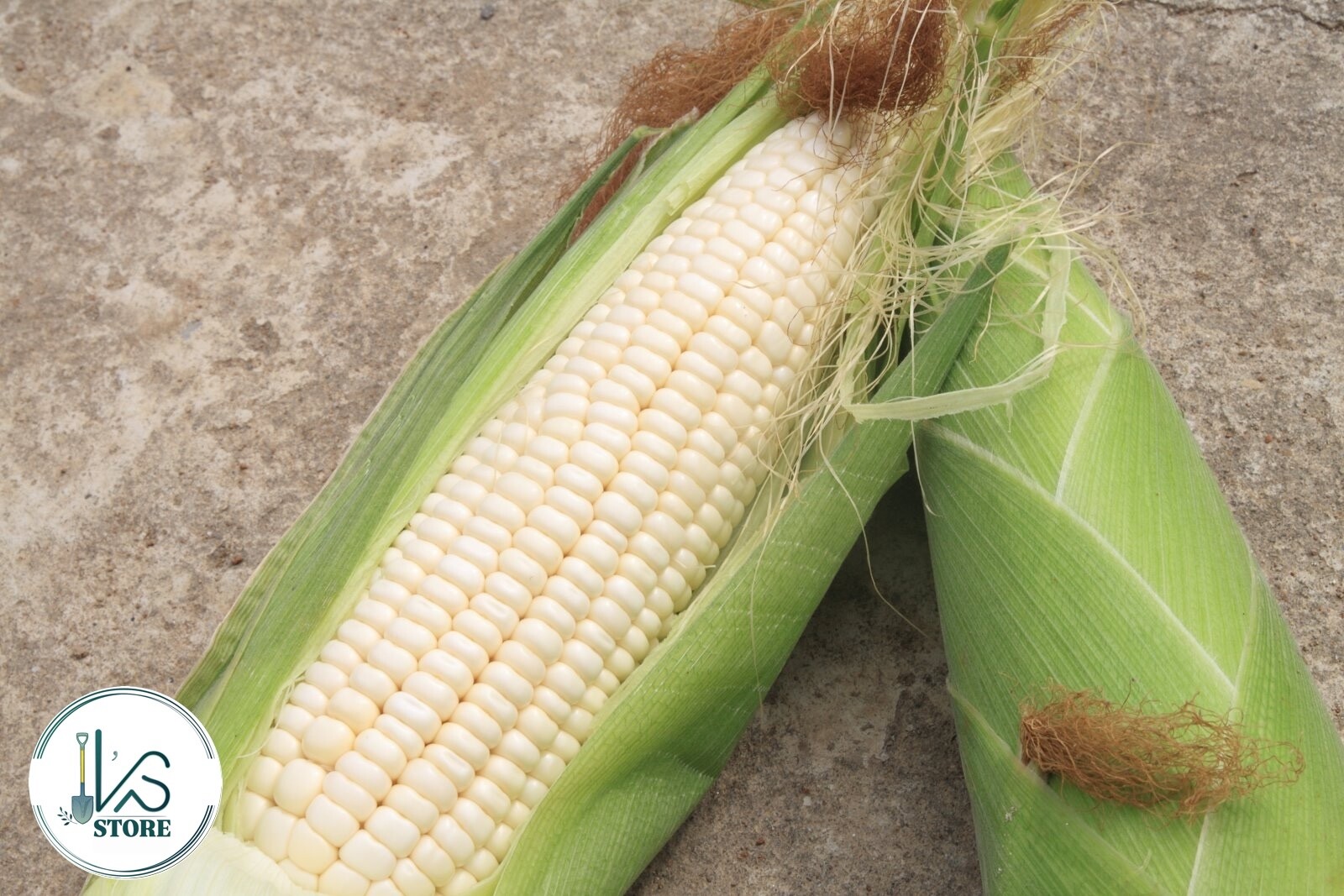 WHITE WAXY CORN SEEDS – HẠT BẮP NẾP TRẮNG (40+ PCS)