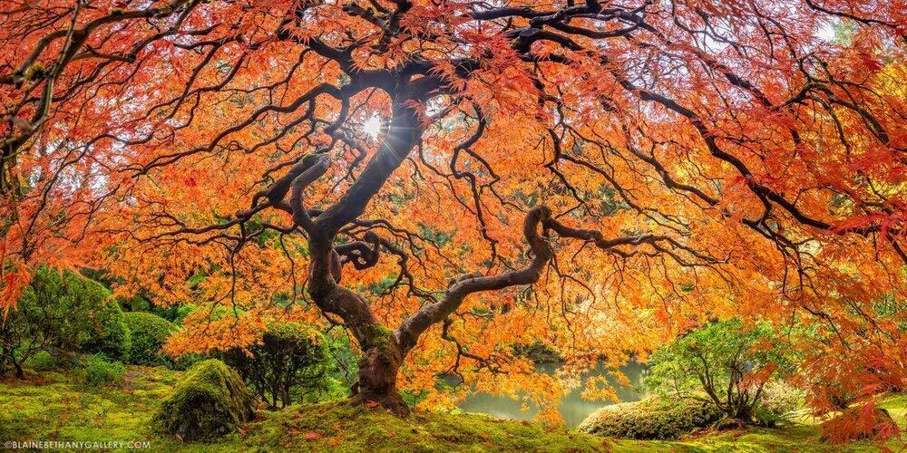 Sugar Maple Tree Seeds – 20+Seeds to Grow – Vibrant Yellow Fall Leaves – Acer Sa