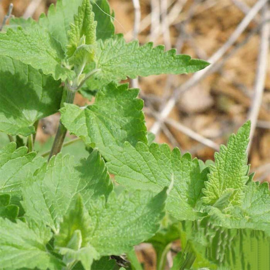 1000+ CATNIP SEEDS | PERENNIAL | catmints | NON-GMO | HERB |