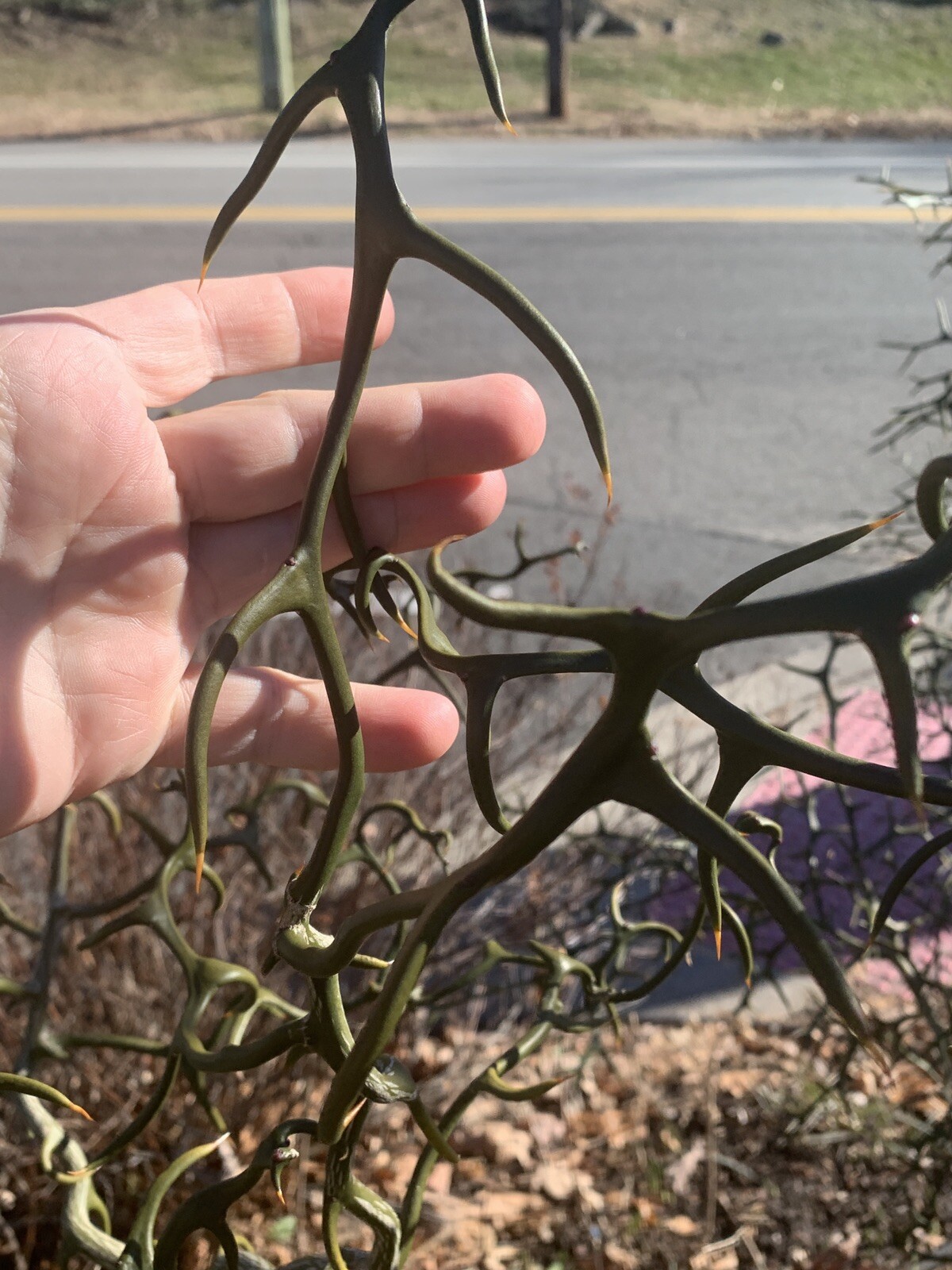 Trifoliate Orange (Poncirus trifoliata) “Flying Dragon” 2 years old plant
