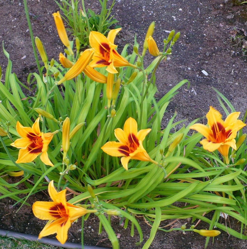 Reblooming Bonanza Daylily Hemerocallis One Rooted Starter Plant