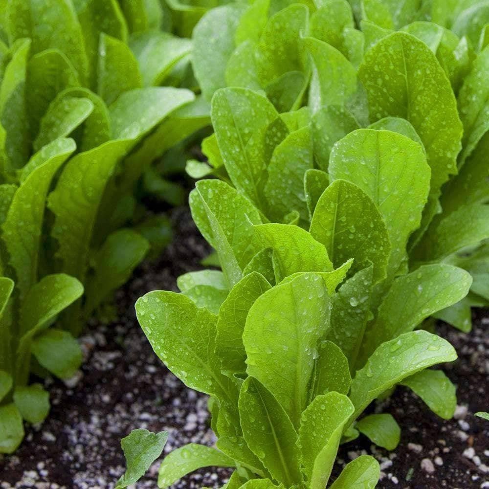 1g– Lettuce Seeds (900) – Premium Harvest of Fresh- Parris Island Romaine – B 64