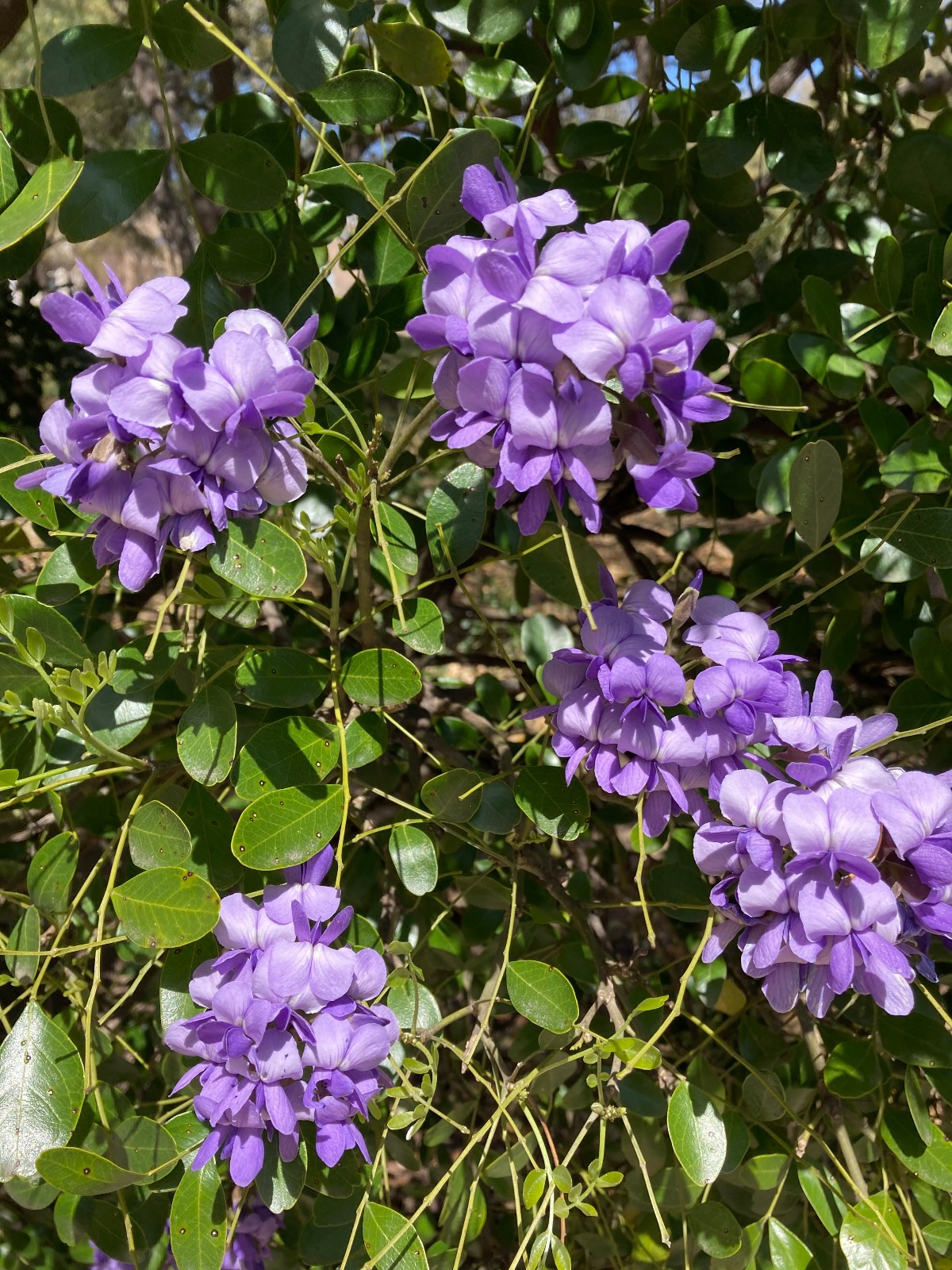 100 + Mountain Laurel Seeds ~ the Texas Mountain Laurel (Sophora secundiflora)