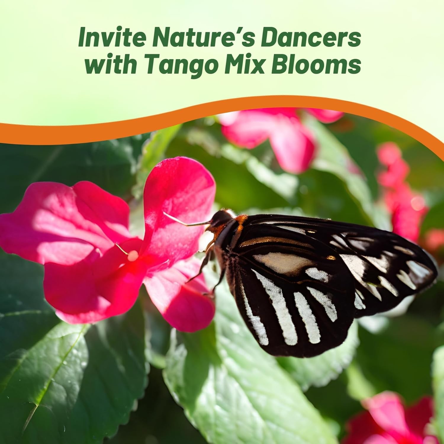 100 Seeds Impatiens Walleriana Seed Mix For Planting – Tango Mix Flower Seeds