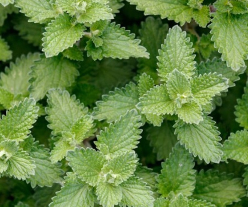 1000+ Catnip Seeds **Fresh Seeds** ~~Free Shipping~~