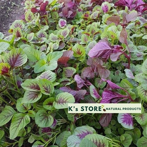 2000+PCS GARNET AMARANTH SEEDS/ RAU DỀN BA MÀU | 90% GERMINATION |