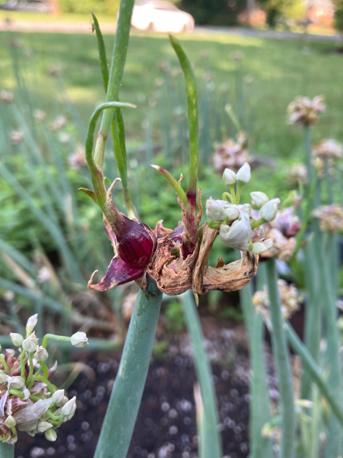 Live Perennial Egyptian Walking Green Onions top sets Edible