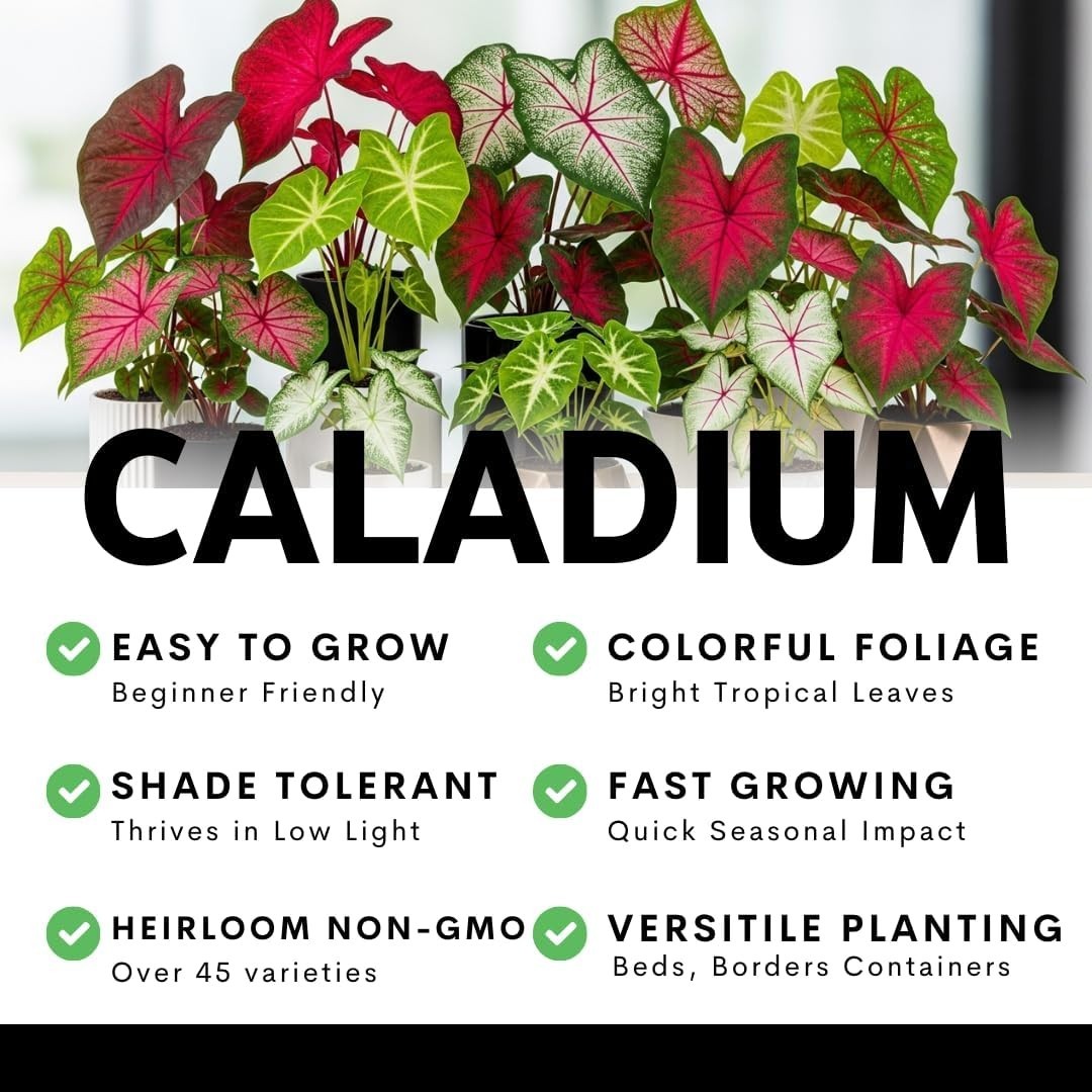 Caladium Buck Bulbs – Elegance for Shady Gardens