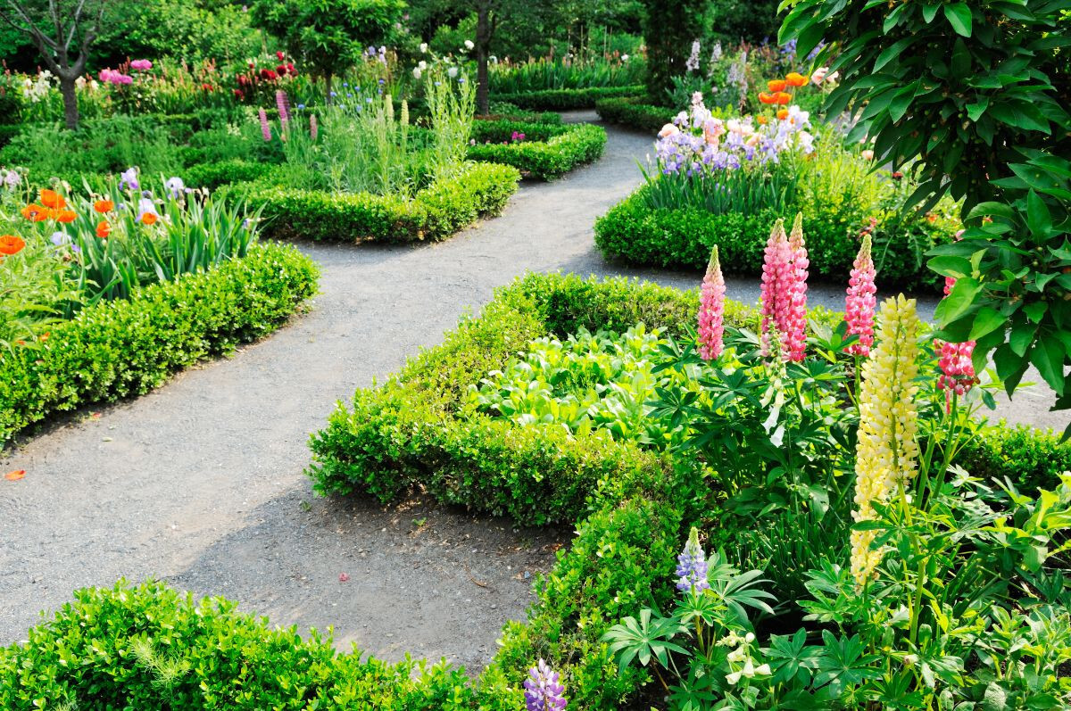 1/2 oz, 500+ seeds Russell Lupine Perennial Mixed Colors Lupinus Polyphyllus