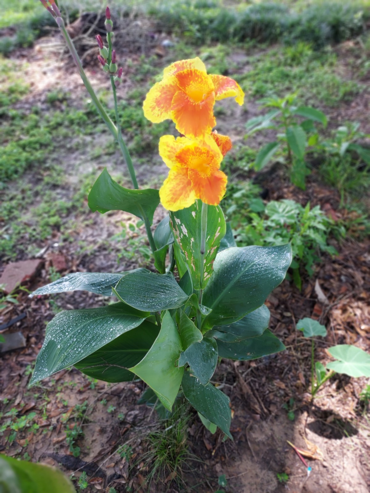 4 variegated Orange Yellow Canna Lily Bulb Well Rooted Tropical Tuber Rhizome