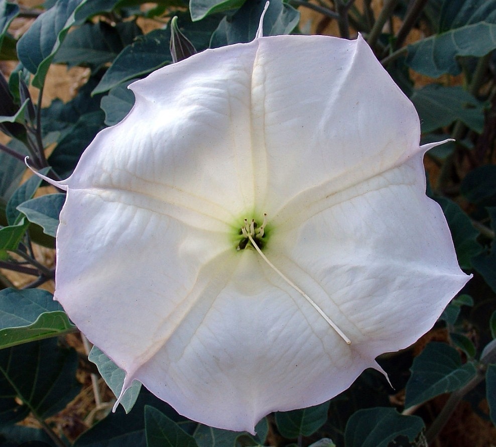 20 Seeds For Datura Plants – Big White Flowers – Night Blooms Moon, Trumpet