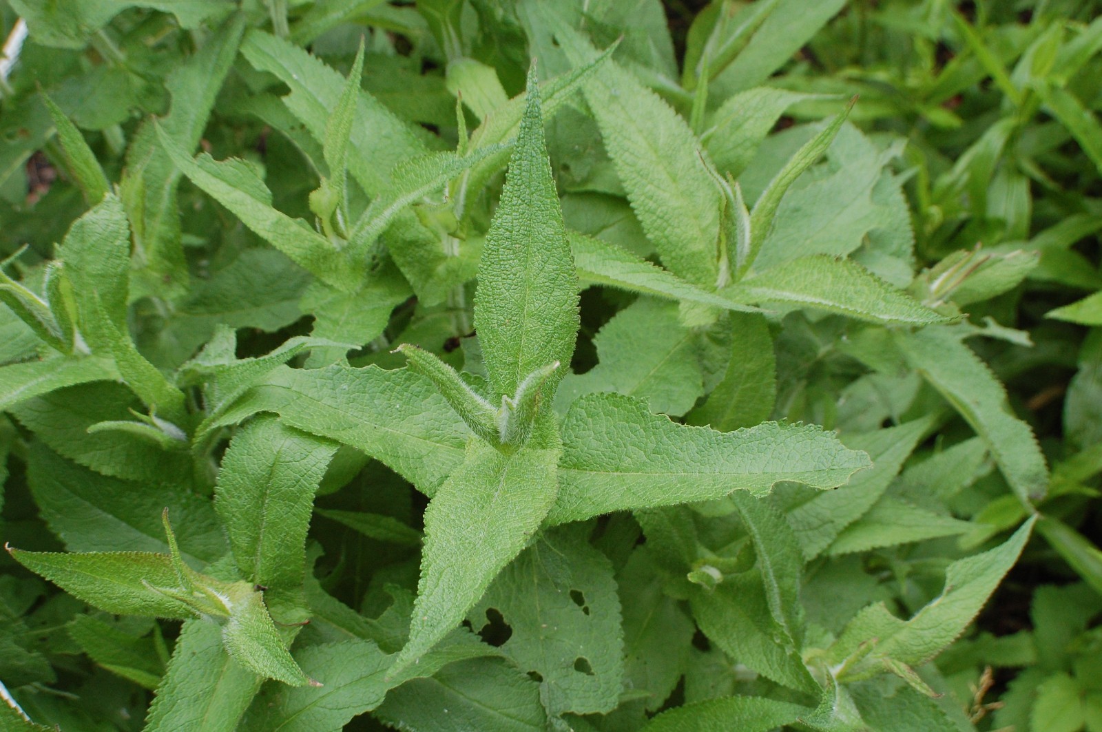 1/4 Teaspoon+ Common Boneset Seeds/Eupatorium perfoliatum/ US Eastern Native