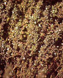 Savory Summer Satureja hortensis 5,000 seeds