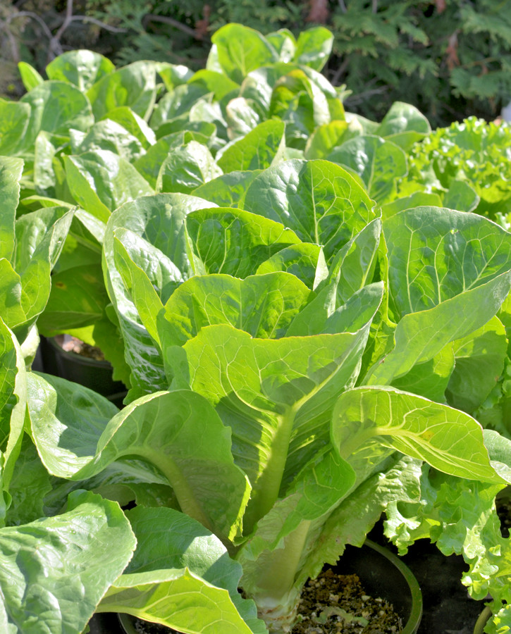 600+PARIS ISLAND Cos Romain LETTUCE Seeds Organic Spring Fall Garden Container
