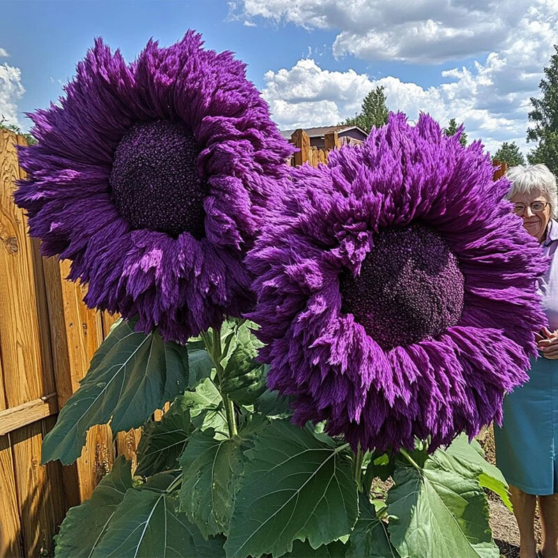 50pcs Rare Purple Enchanting Giant Teddy Bear Sunflower Seeds