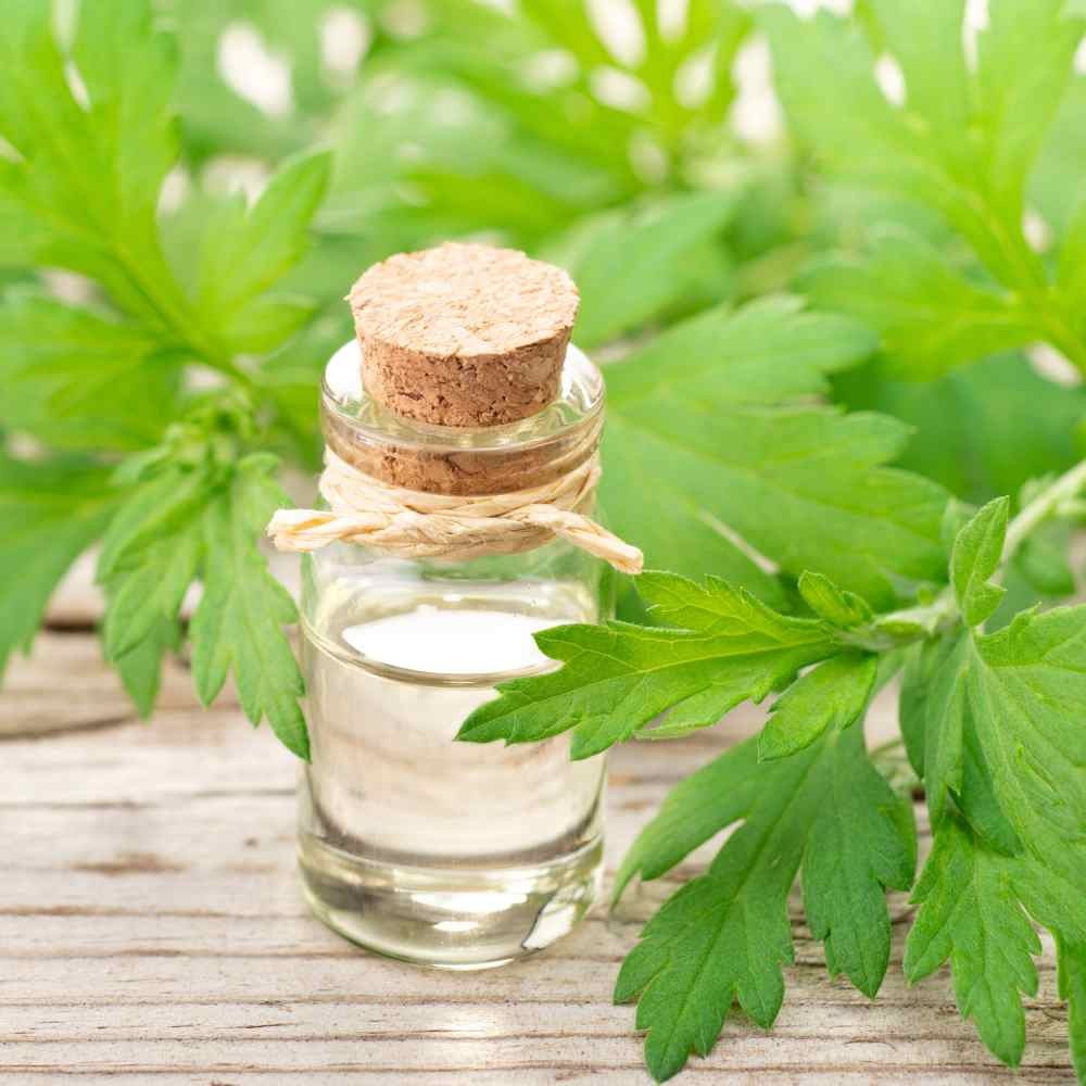 10000 Seeds Mugwort Herb Seeds For Planting – Artemisia Vulgaris