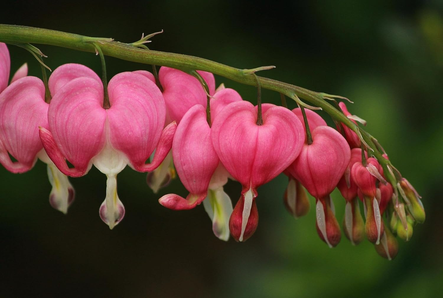 Carpetc 100+ Bleeding Heart Seeds for Planting, Dicentra Spectabilis Shade-Lovin