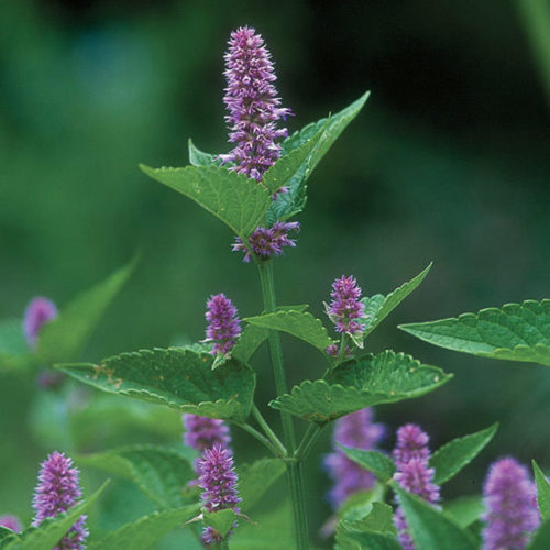 Hyssop Seeds | Non-GMO | Herb Seeds | Seed Store | Free Shipping | 1171