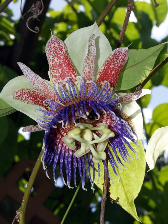 PASSION FLOWER Seeds BULK *Free Shipping* Passiflora maliformis Vine Seeds