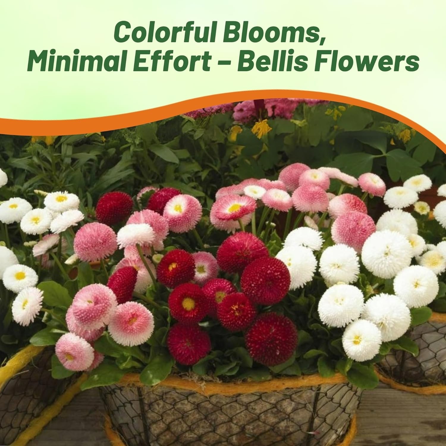 5000 Seeds English Daisy Seeds – Bellis Perennis Mix Flower Seed