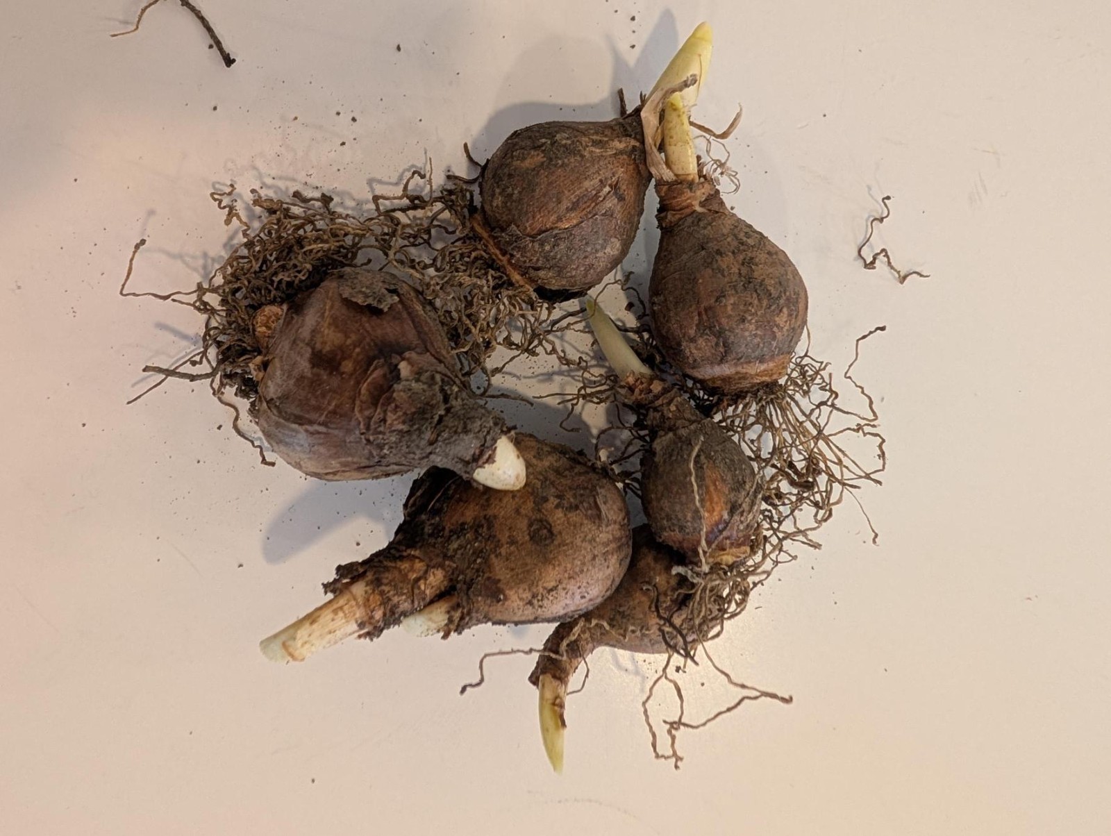 Dutch Master Yellow Daffodil Bulbs Small Pack Plant in Flower Bed
