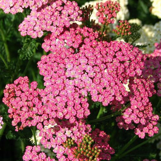 Yarrow Seeds CERISE QUEEN Perennial 36″ CutFlowers Pollinators Non-GMO 500 Seeds