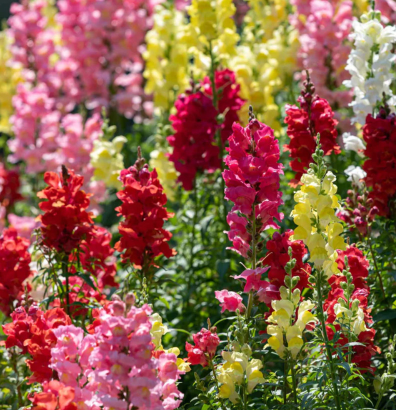Snapdragon RAINBOW MIX Cut Flowers Attracts Hummingbirds USA Non-GMO 2000 Seeds