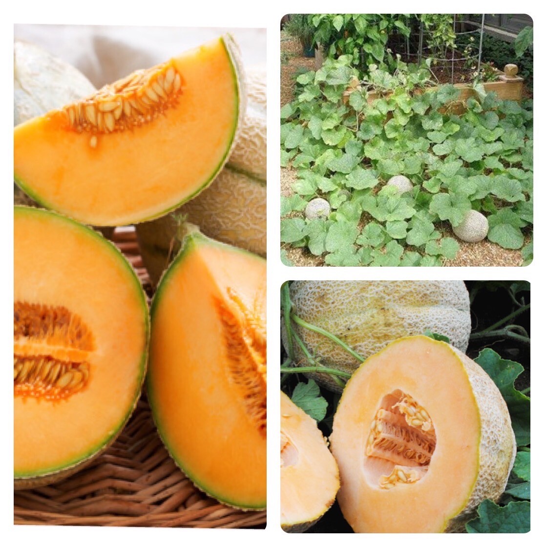 Hales Best Jumbo Cantaloupe 50 Fresh Seeds Garden Planting Non-GMO