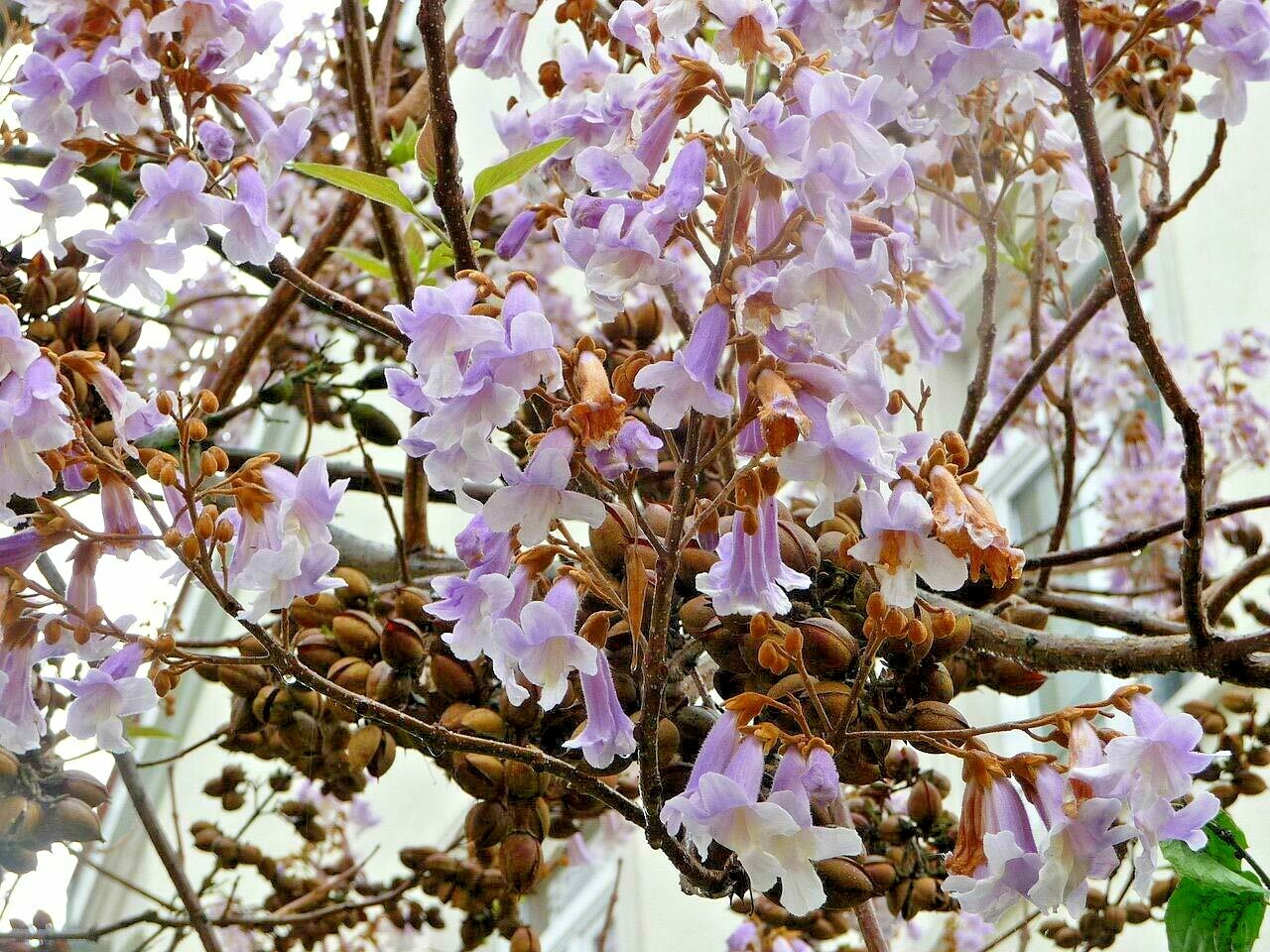 20 FORTUNE’S EMPRESS TREE SEEDS – Paulownia fortunei
