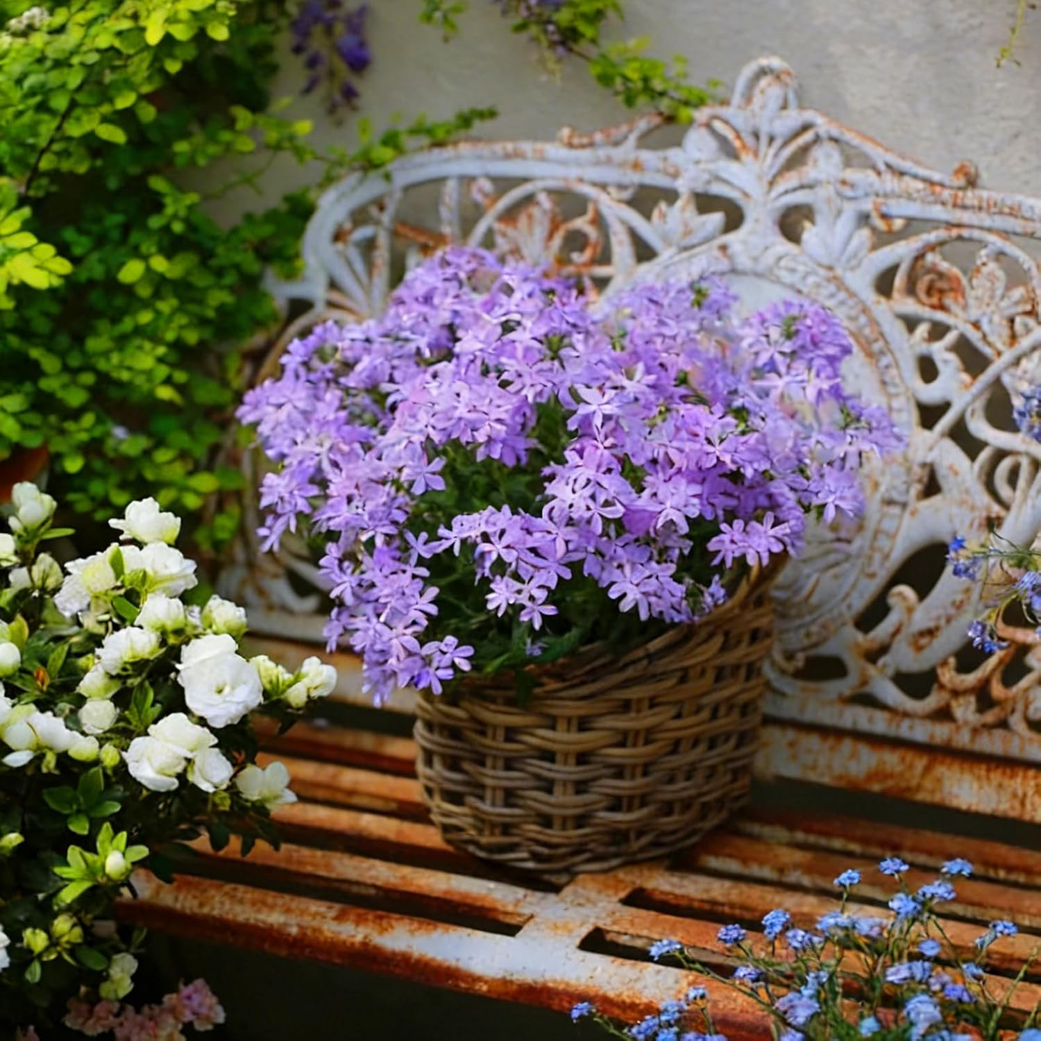 Creeping Phlox Seeds for Planting, 1000+pcs Rare Perennial Creeping Purple Ph…