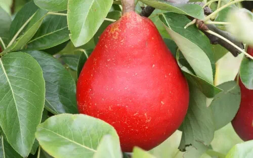25+ Red Clapp’s Favorite Pear Seeds for Garden Planting – USA – FREE SHIPPING!