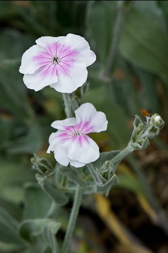 Lychnis Coronaria Oculata – Angel’s Blush seed