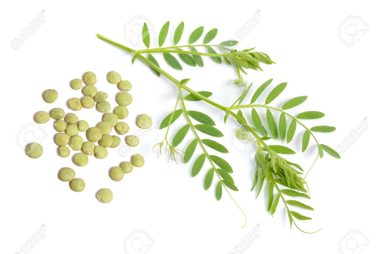 White Ivory Lentil Seeds (50) / Organic / Easy / Healthy / Florida Grown