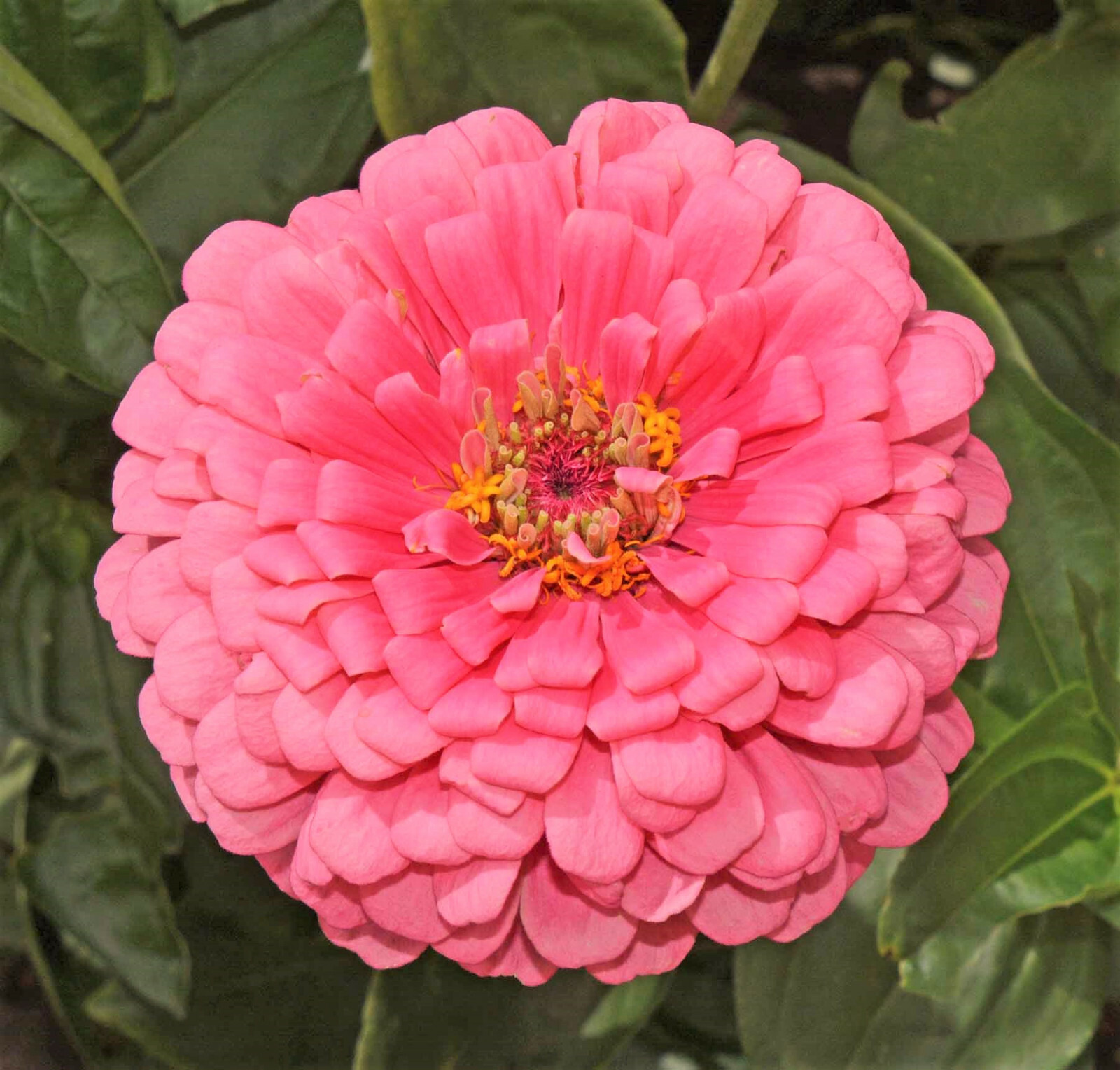 Rose Zinnia Seeds | Non GMO Pollinator Giant Hot Pink Flower Coral Seed for 2024