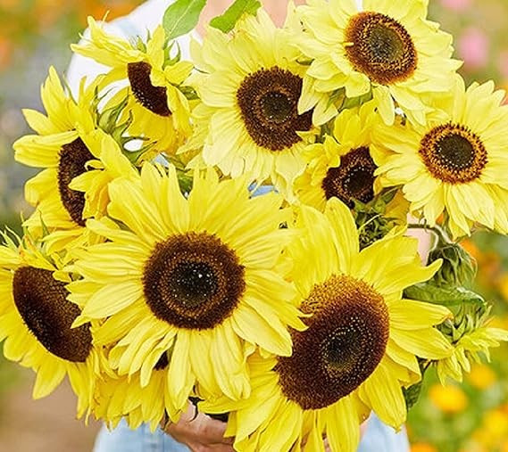 Vibrant Lemon Queen Sunflower Seeds for Planting – Non GMO Attracts Pollinators